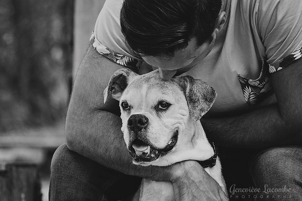 Chien boxer âgé/senior avec humain