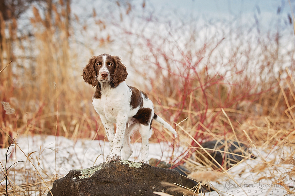 Photo hiver chiot épagneul français