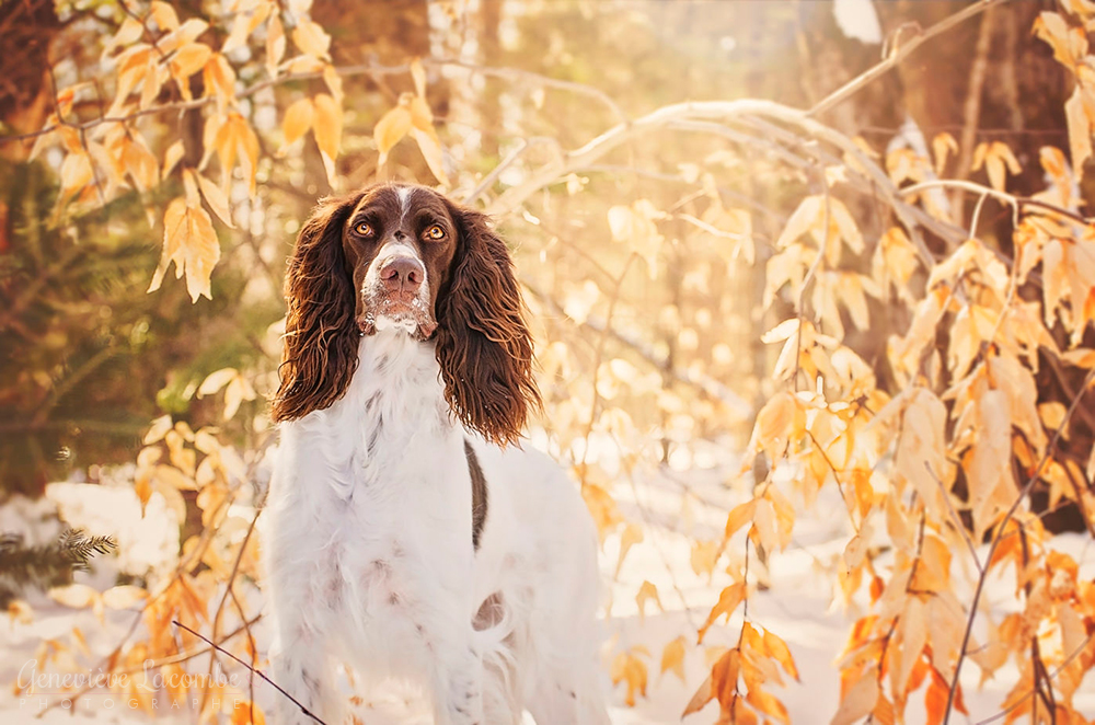 Photo chien épagneul français en hiver