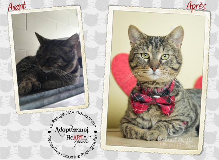Portrait chat à l'adoption