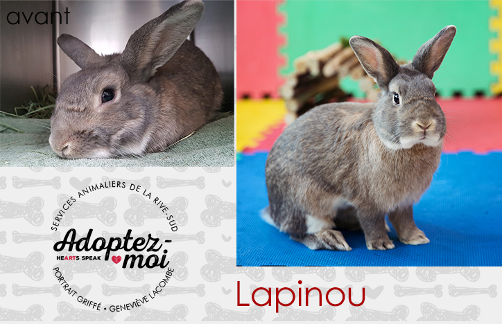 Photo lapin au refuge