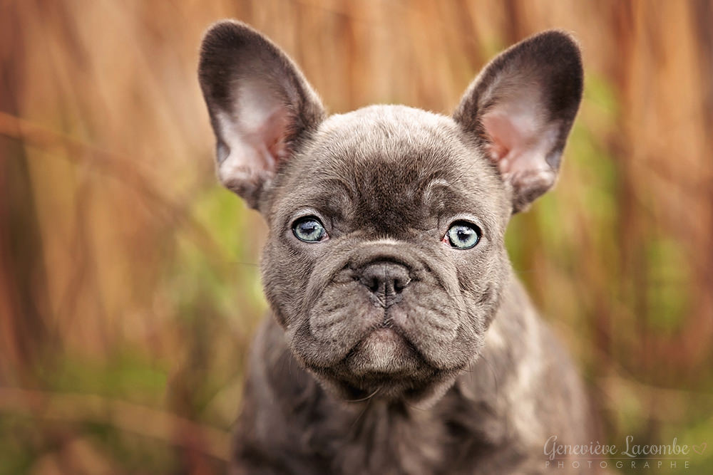 Portrait chiot bouledogue français
