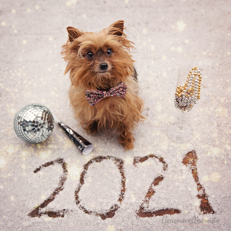 Portrait chien yorkie pour nouvel an.