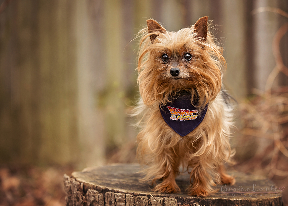 Yorkie avec foulard Bark to the future Dog Hair INCluded