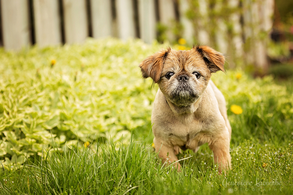 Portrait chien griffon bruxellois âgé