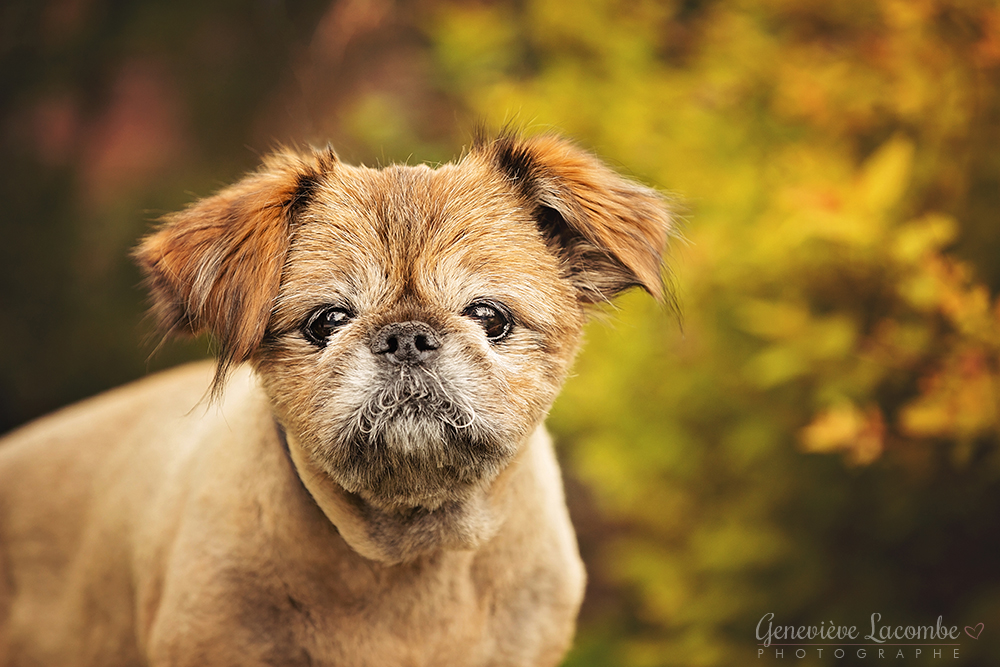 Vieux chien griffon bruxellois