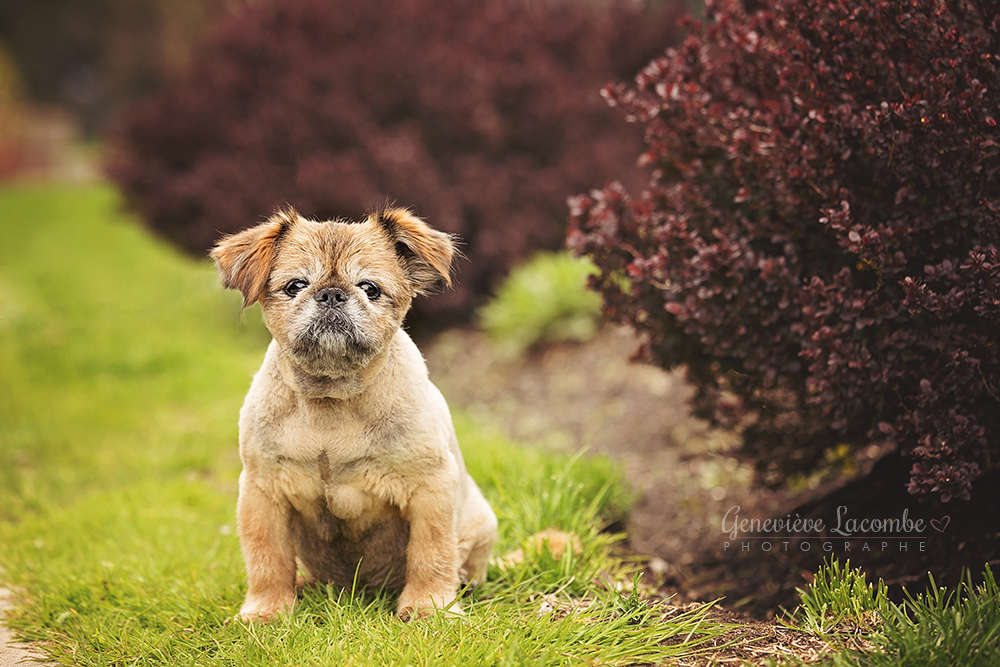 Vieux chien griffon bruxellois
