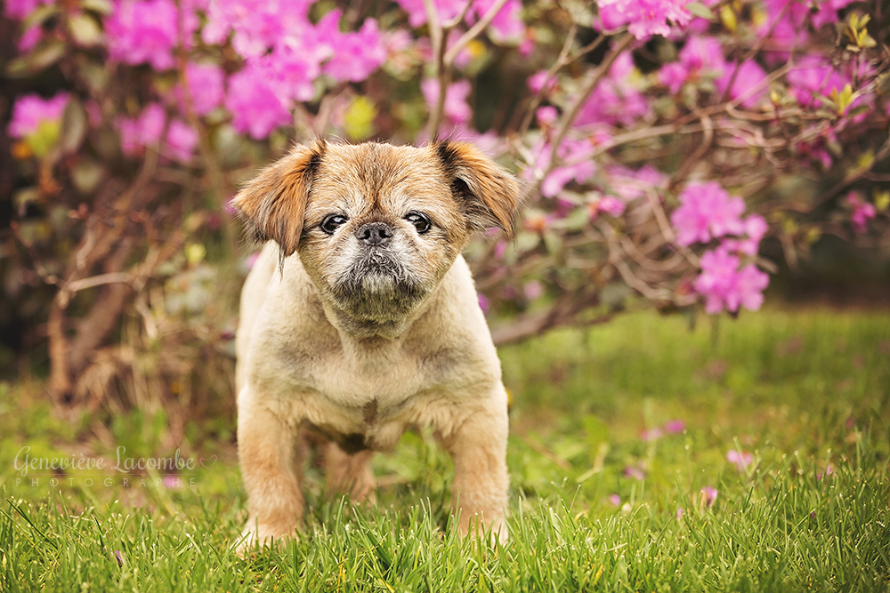 Griffon bruxellois avec fleurs roses
