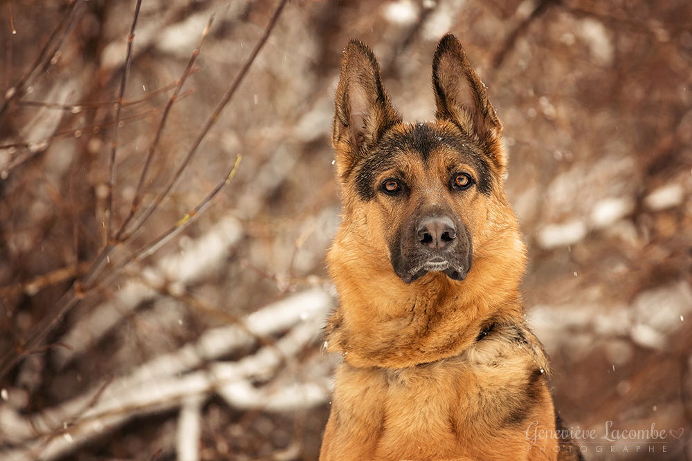 berger allemand sous la neige