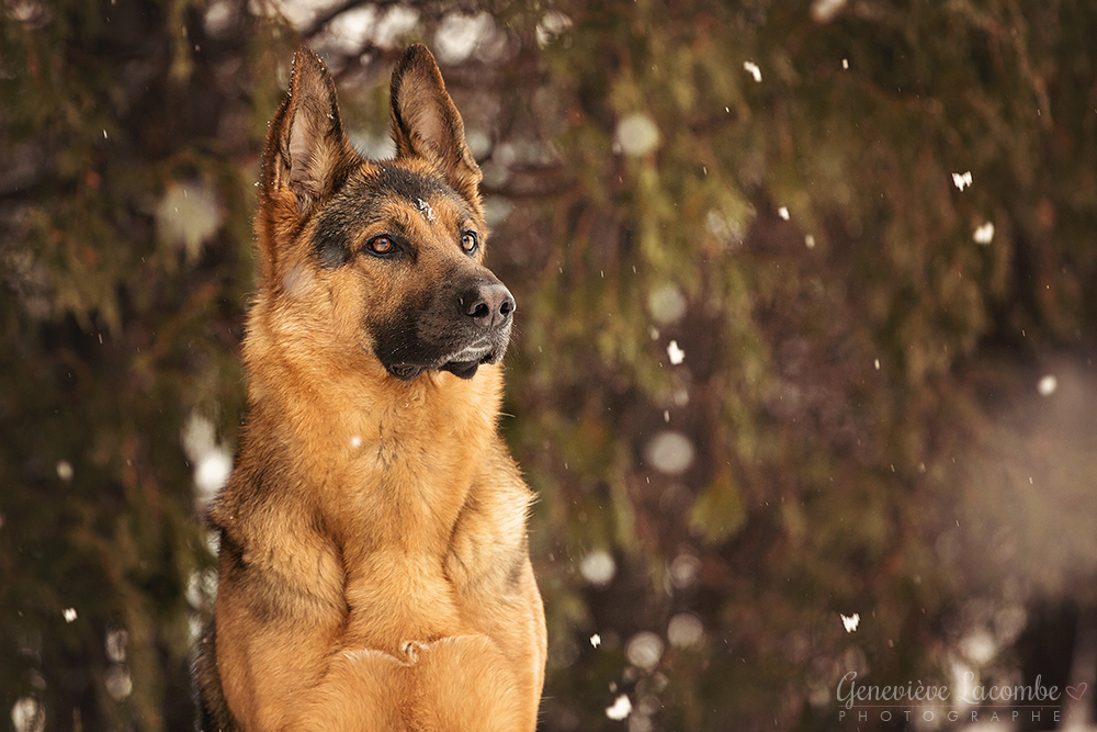 berger allemand en hiver avec flocons