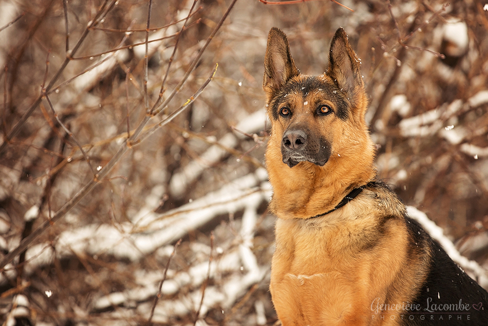 berger allemand neige hiver