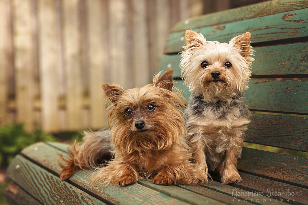 Deux yorkrshire terriers assis sur un banc