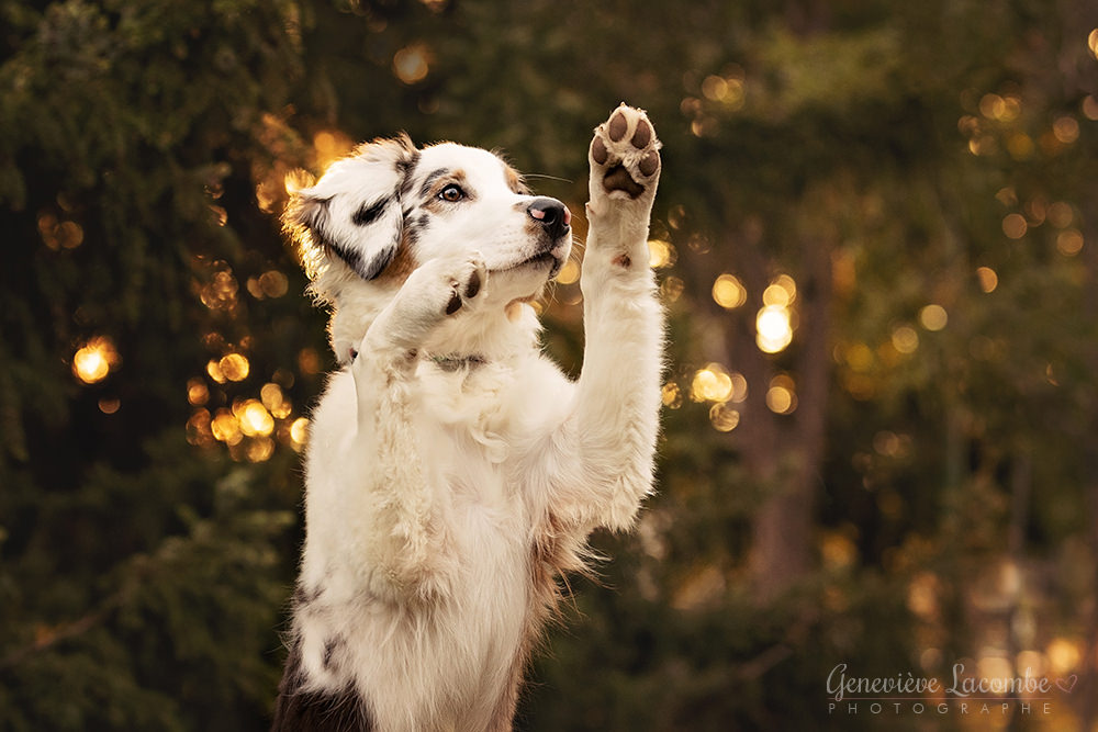 Cute aussie puppy