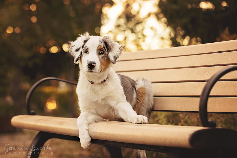 Chiot berger australien couché sur un banc