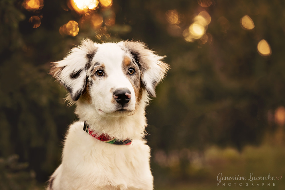 Portrait chiot berger australien sourd