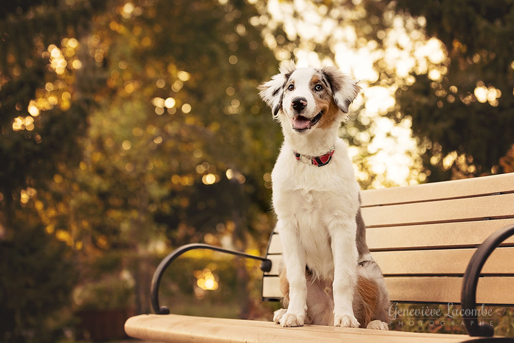Berger australien assis sur un banc