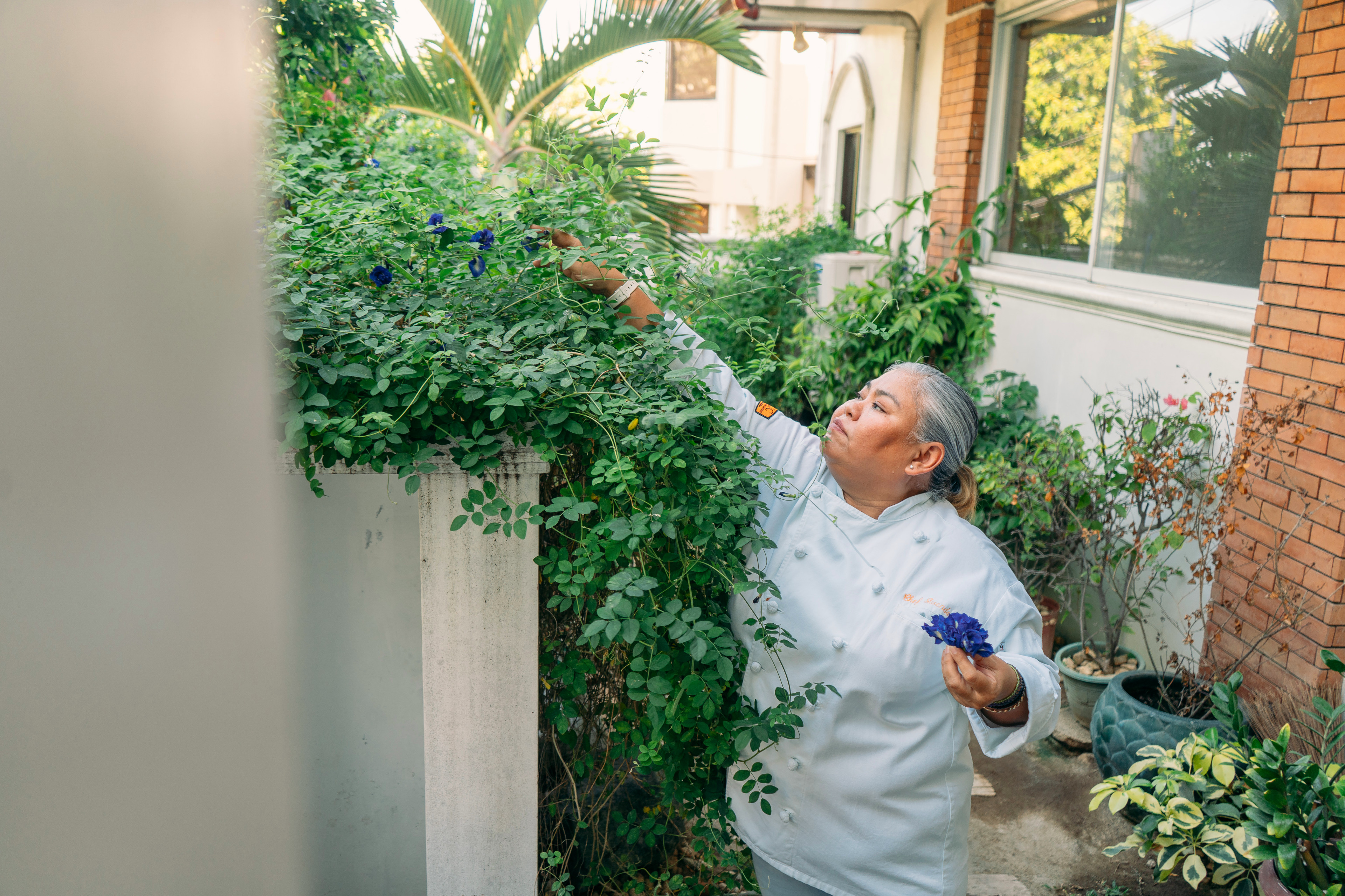 Wendy Ozamis caterer picks blue butterfly pea flowers from her garden