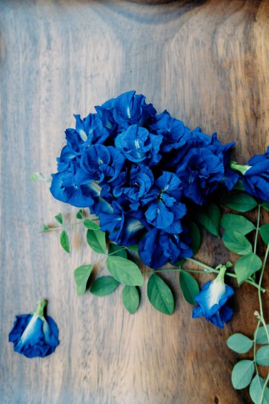 blue butterfly pea flowers hand-picked from the garden