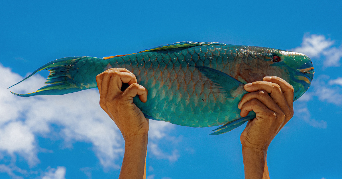 What You Need to Know About Parrotfish