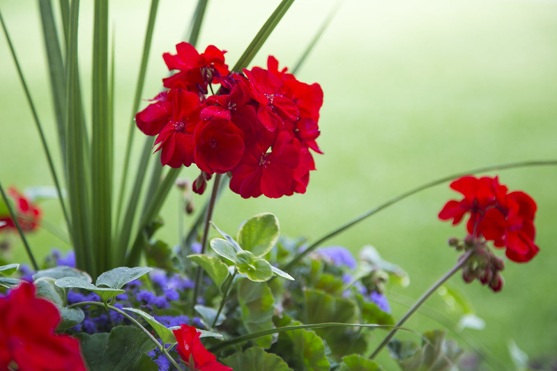 More Flowers