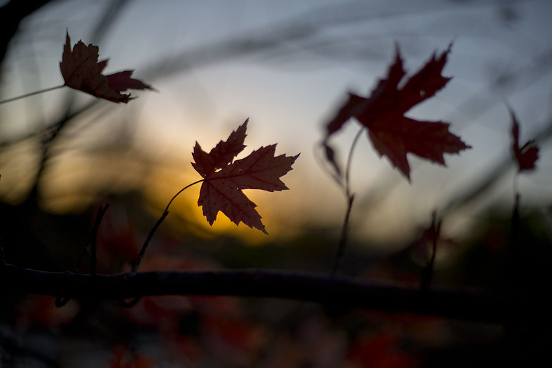 Autumn Leaves at Sunset