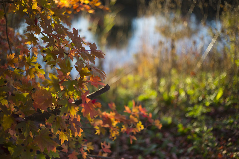 Autumn Foliage