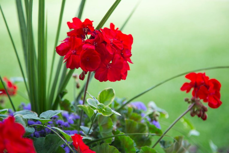 More Flowers