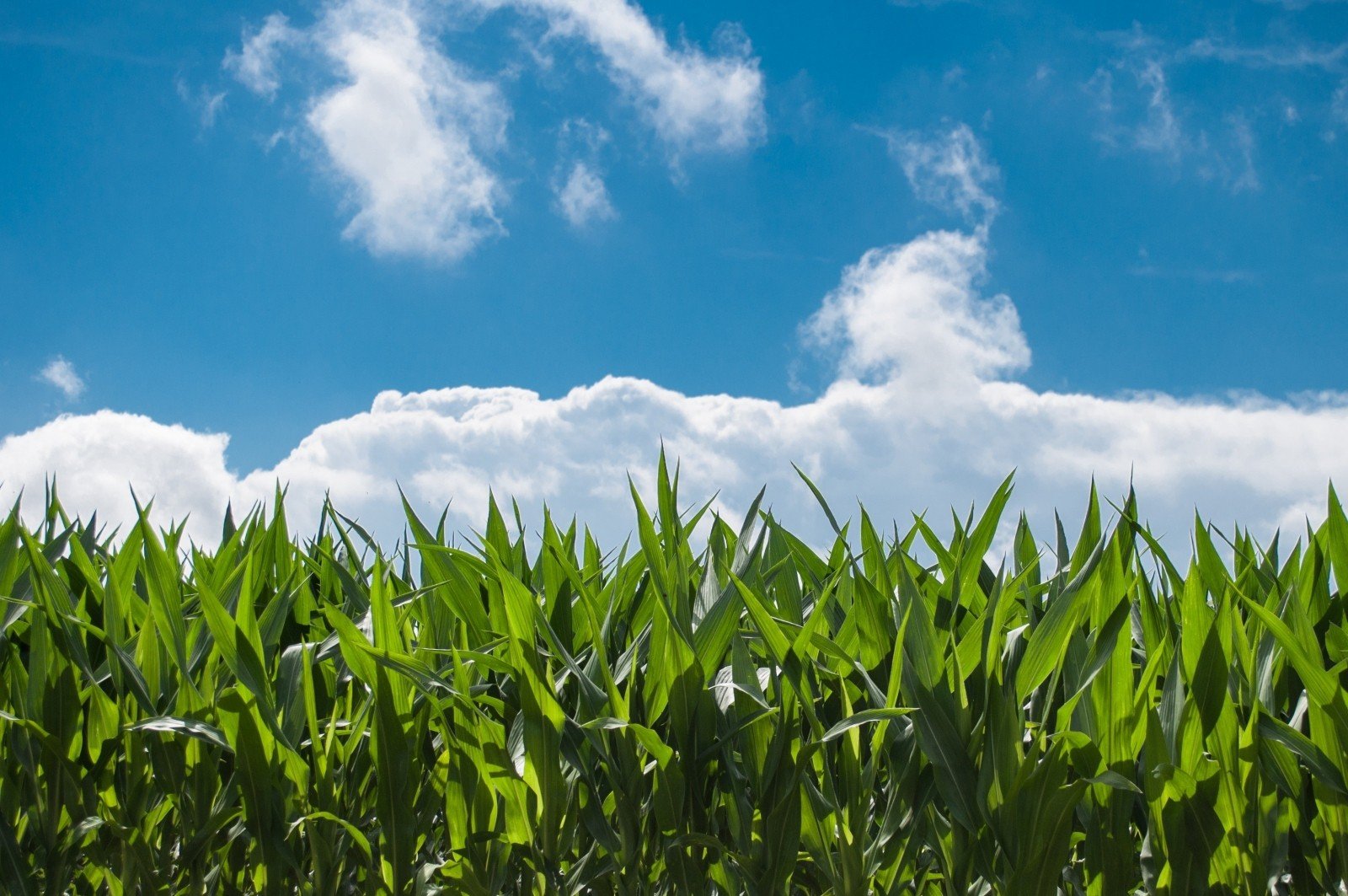 Como a gestão logística no agronegócio impulsiona empresa rural