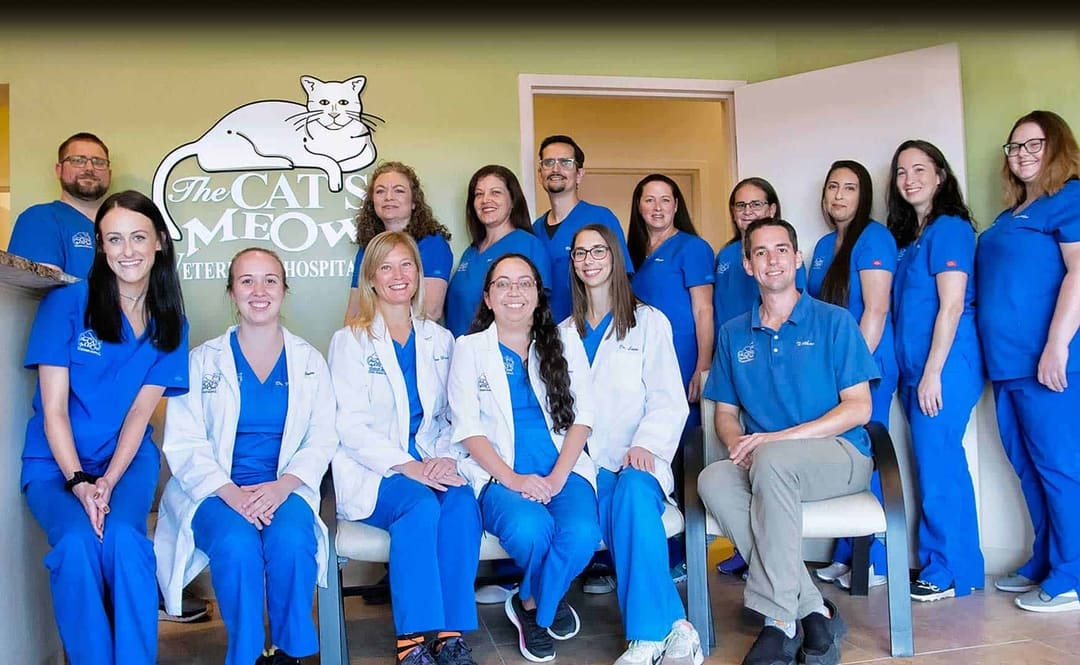 Meet the Team The Cat's Meow Veterinary Hospital