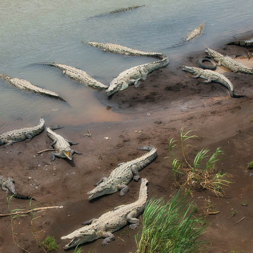 Crocodiles in the Rio Grande Tarcoles, Costa Rica • Dan Sorensen