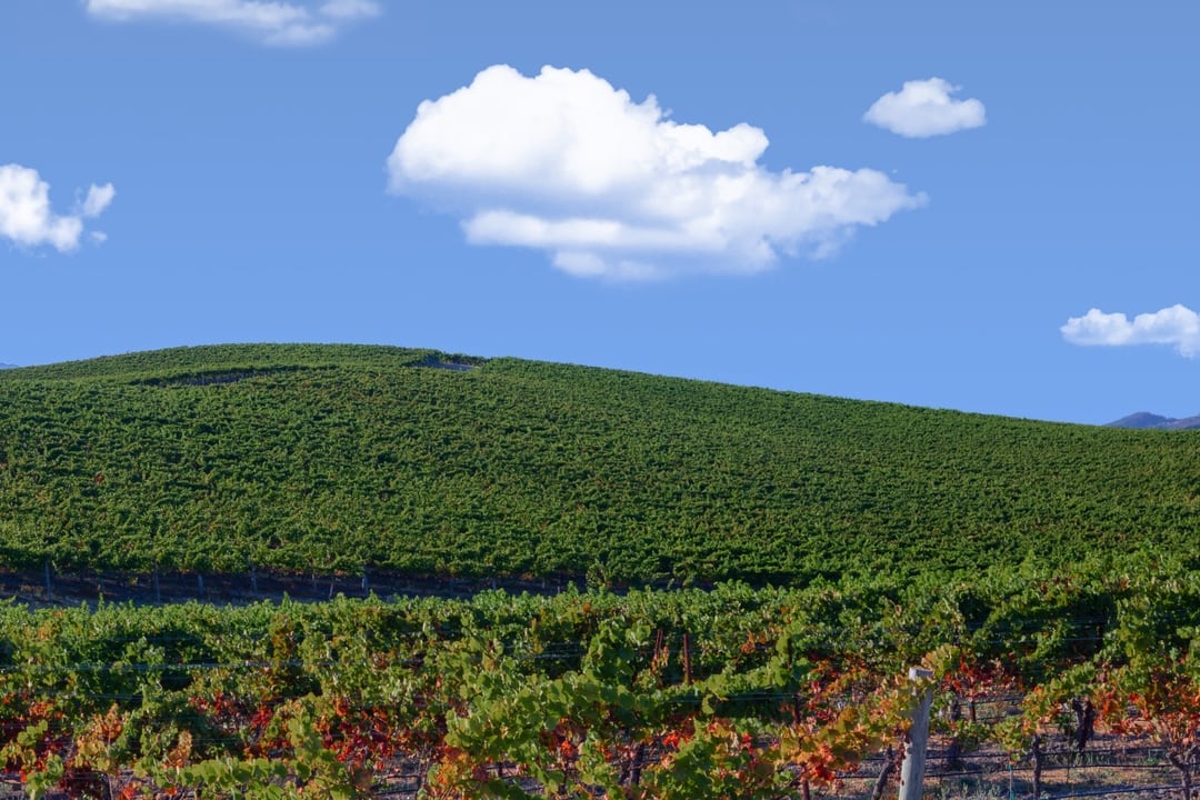Windows XP Wallpaper - Bliss in Sonoma California • Dan Sorensen