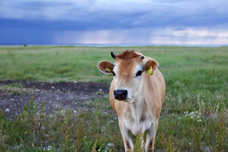 cow looking ahead
