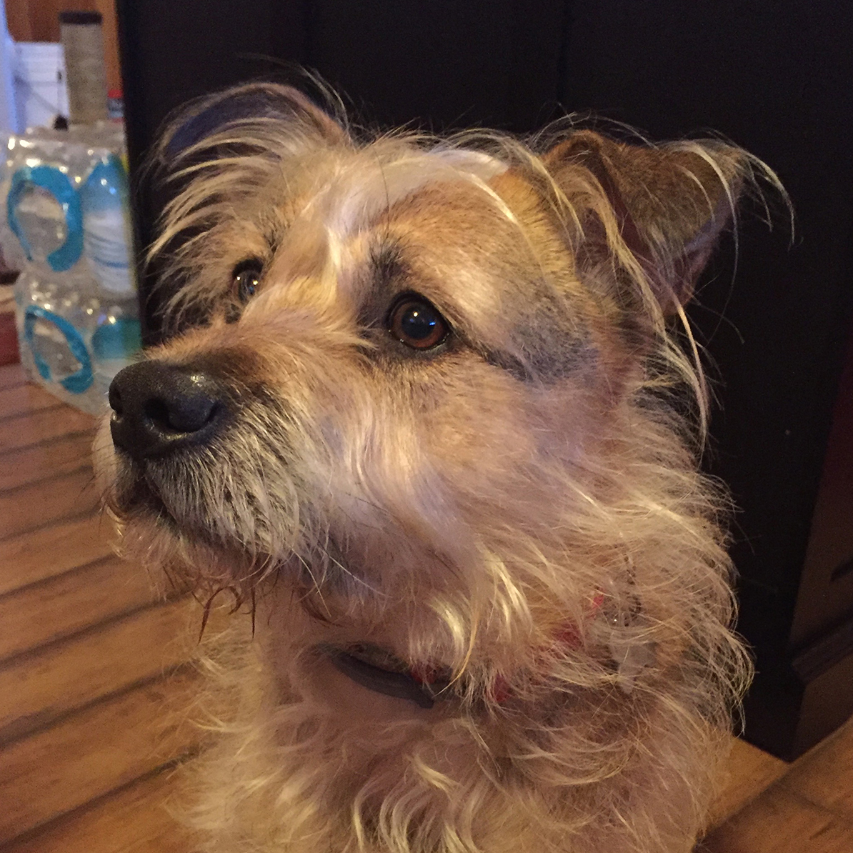 Andy's Paw Prints Andy