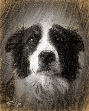 Pet Portrait Digital Charcoal Style