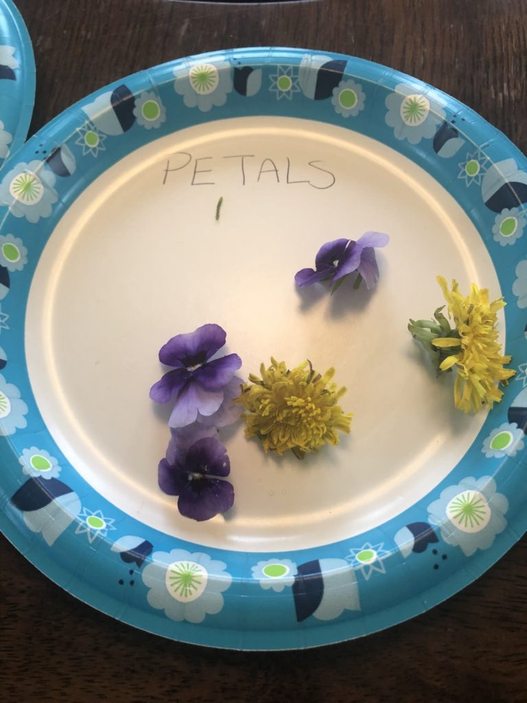 Parts of a flower are a great hands on tool to understanding plants in this simple homeschool lesson