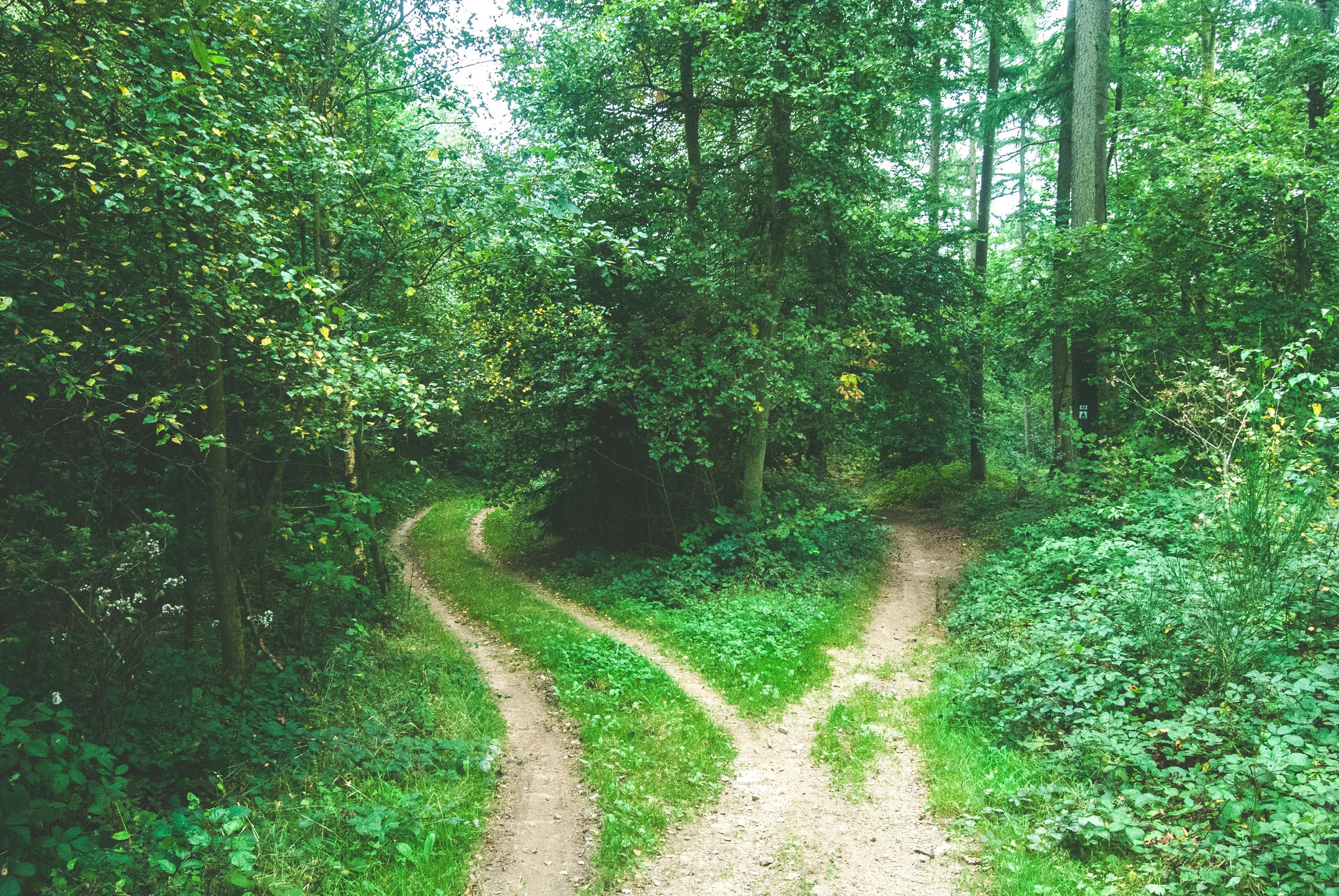 beautiful green forest with hiking trails