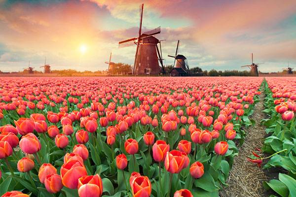 hoa tulip nhập khẩu Hà Lan, Pháp, Nhật toàn quốc