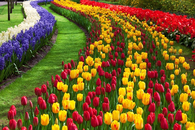 hoa tulip nhập khẩu Hà Lan