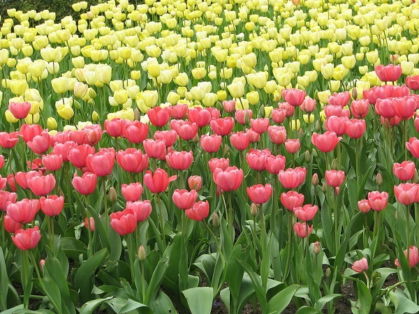 hoa tulip nhập khẩu