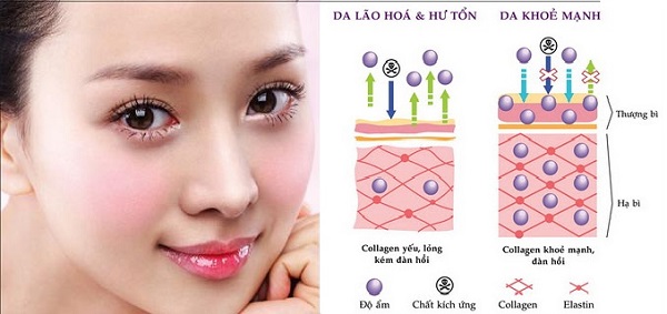 tác dụng của collagen