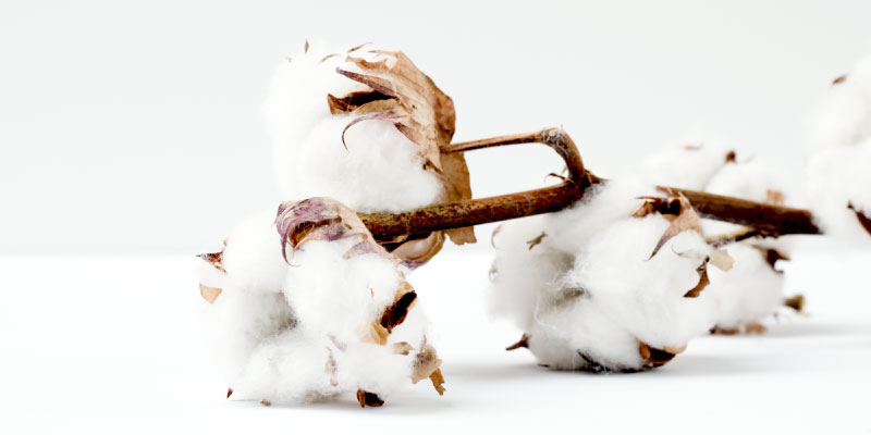 Fleurs de coton naturelles