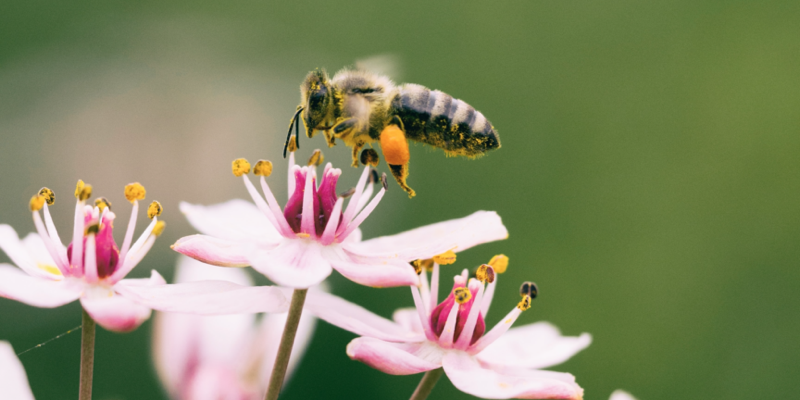 Abeille qui butine une fleur rose