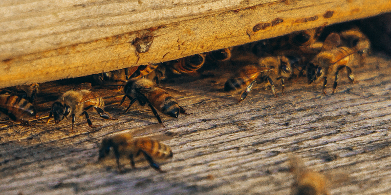 Abeilles à l'entrée d'une ruche