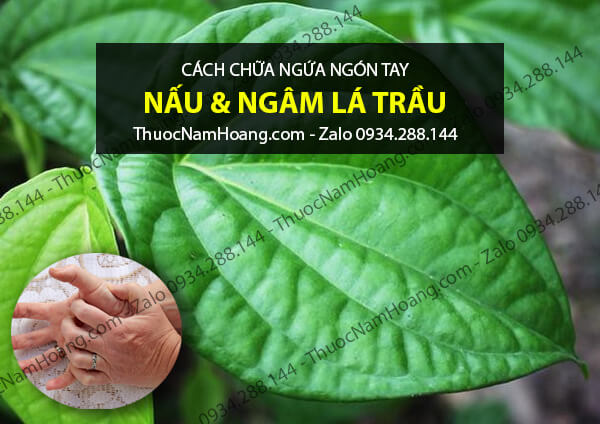 cách chữa ngứa đầu ngón tay bằng lá trầu