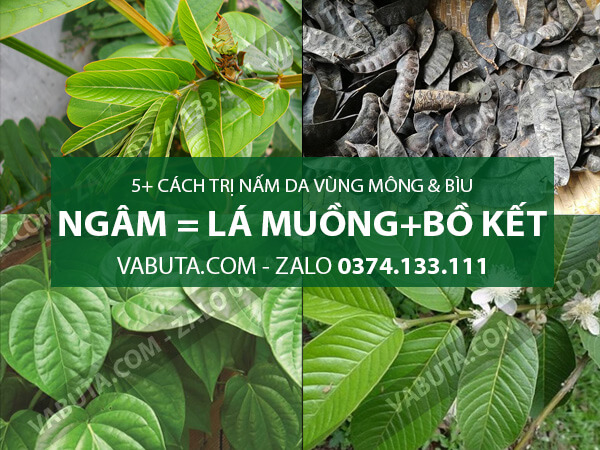 trị nấm da mông bìu bằng Lá Muồng Trâu và Bồ Kết