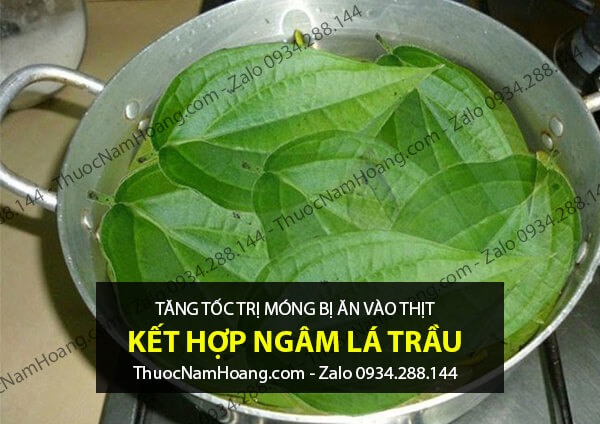 Lá trầu không chữa móng tay chân bị ăn vào thịt