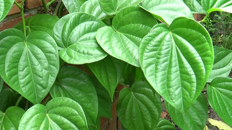trị ngứa háng bằng lá trầu không
