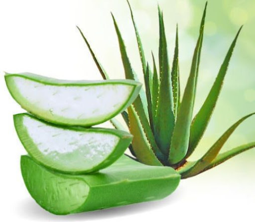 nha đam chữa chàm khô ở tay chân