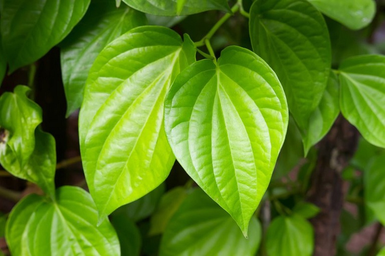 cách trị hăm háng người lớn bằng lá trầu không