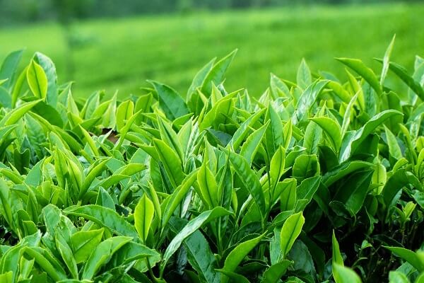 cách trị hăm háng bằng lá trẻ xanh